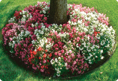 Permaloc ProLine is great for perfectly round tree rings.
