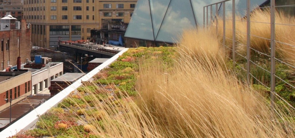 This image depicts a close-up shot of a green roof with different colored moss and grasses.